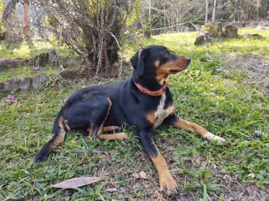 Kırsal kesimde çimlerin üzerinde yatan bir köpek.