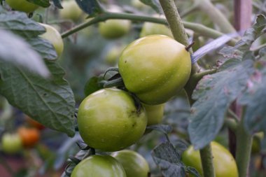 Tarım çiftliğindeki olgunlaşmamış yeşil domates ağaçları. Sağlıklı vücut için taze domates..