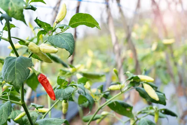 stock image Close up chili from the plant ready to be harvested, cayenne pepper green field.