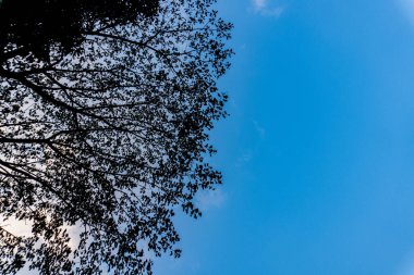 Bir ağaç siluetinin parlak mavi gökyüzüne karşı güzel bir görüntüsü. Koyu ve parlak mavi dallar arasındaki zıtlık çarpıcı bir görsel yaratıyor.