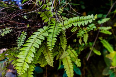 Eğreltiotu yaprakları, göldeki bir ağaç gövdesine bağlanmış koyu bir arka planda.