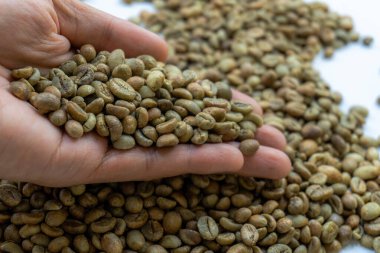 İzole edilmiş beyaz arka planda bir avuç çiğ kahve çekirdeği. Çiğ kahve çekirdeğinin el kontrolü kalitesi.