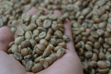 İzole edilmiş beyaz arka planda bir avuç çiğ kahve çekirdeği. Çiğ kahve çekirdeğinin el kontrolü kalitesi.