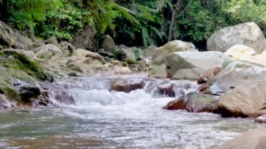 Ormandan akan temiz suyu olan bir nehir. Doğa görüntüleri, Rivers doğada dengeleyici ekosistemler olarak hareket eder.. 