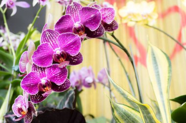Bahçedeki güzel koyu pembe ya da mor orkide çiçekleri. Güzel Dendrobium orkidesi çiçek süsleme bitkisi.