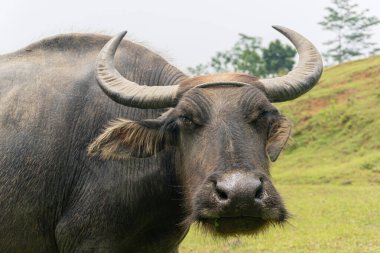 Bir bufalonun yüzü. Koyu kahverengi kürklü ve kıvrımlı boynuzlu bufalo kameraya bakıyor ve gülümsüyor..