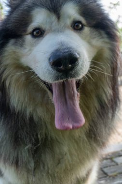 Alaska Malamute yüzünü kapatın..