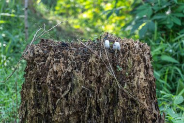 Küçük beyaz mantarlarla kaplı çürüyen bir ağaç kütüğü..