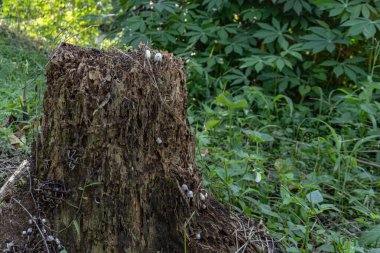 Küçük beyaz mantarlarla kaplı çürüyen bir ağaç kütüğü..