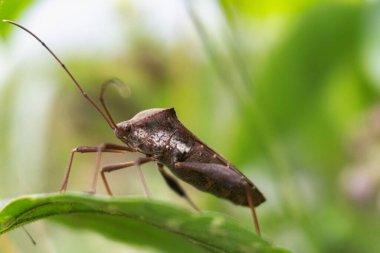 Yaprağın üzerindeki, bulanık arkaplanlı kahverengi çekirgeyi kapat.