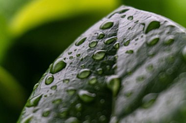 Yağmurlu günlerde su damlacıkları ile yeşil yaprak