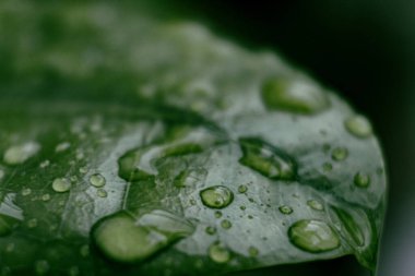 Yağmurlu günlerde su damlacıkları ile yeşil yaprak