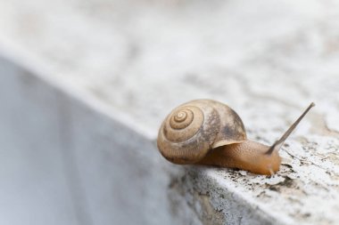 A small light brown snail crawled on the white wall slowly clipart