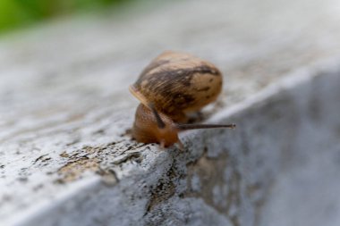 Küçük açık kahverengi bir salyangoz yavaşça beyaz duvara tırmandı.