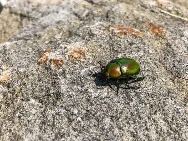 Bir kayanın üzerine tünemiş yeşil bir böcek.
