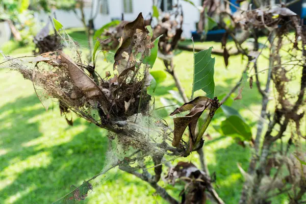 Ağ böcekleri tarafından istila edilmiş bir bitki. Çürüyen yapraklarla örülmüş ağlar..