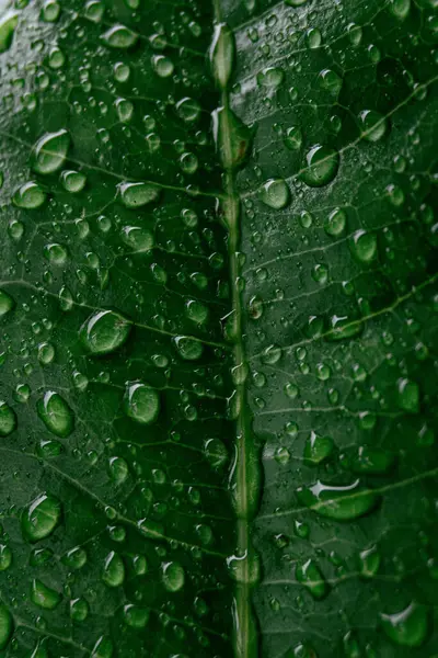 Yağmurlu günlerde su damlacıkları ile yeşil yaprak