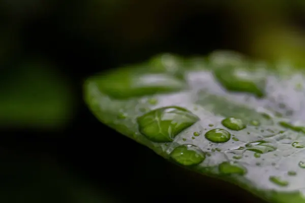 Yağmurlu günlerde su damlacıkları ile yeşil yaprak