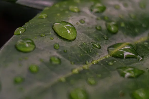 Yağmurlu günlerde su damlacıkları ile yeşil yaprak