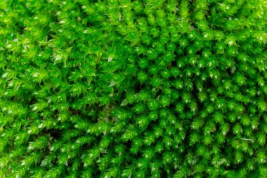 Close up of green moss texture in. beautiful moss background. clipart