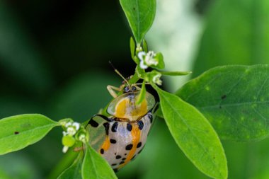 Aspidimorpha miliaris, Chrysomelidae familyasına ait sarı ve siyah Asya böceklerinin yaygın bir türüdür..