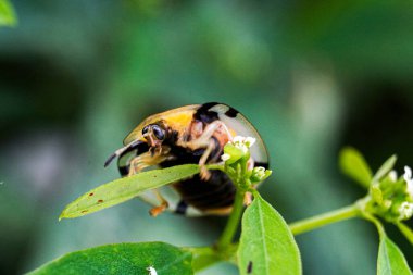 Aspidimorpha miliaris, Chrysomelidae familyasına ait sarı ve siyah Asya böceklerinin yaygın bir türüdür..