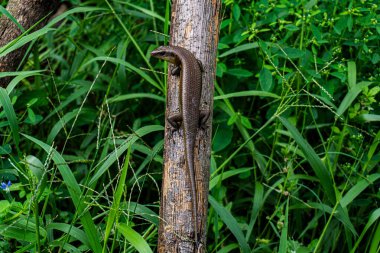 A garden lizard is on an trunk in wild nature. clipart