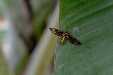 Kapalı görünüm güve böceği veya kaplan güvesi (Amata huebneri) yapraklar üzerinde