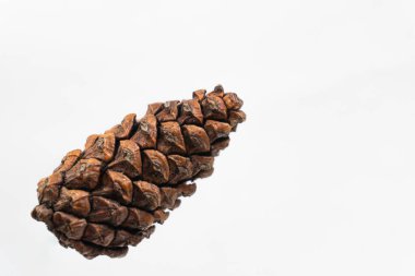 Beyaz arka planda güzel ve eşsiz bir kuru kozalak.