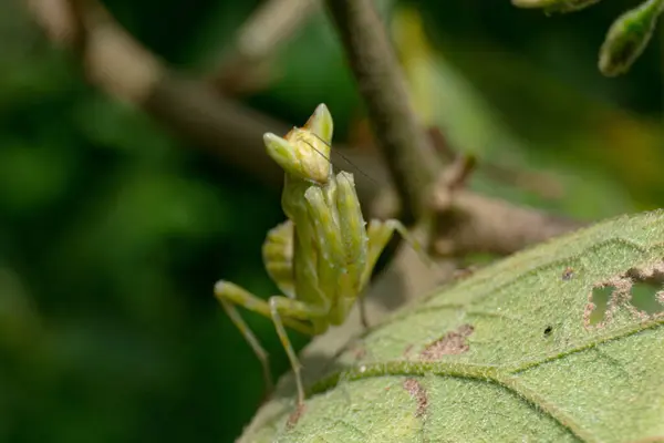 Peygamberdevesi bunu yaprak içinde yapar.