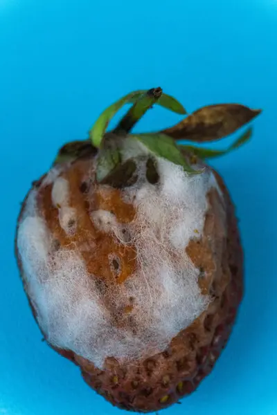 Mavi arka planda soluk çürük çilekler.