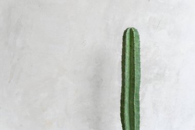 Uzun, yeşil bir kaktüs minimalist bir ortamda dokulu, açık gri beton bir duvara karşı duruyor..