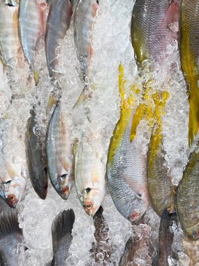 Buzun üzerinde sergilenen çeşitli taze çiğ balıklar, farklı renkler ve pullar sergiliyorlar..