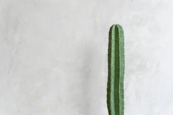 Uzun, yeşil bir kaktüs minimalist bir ortamda dokulu, açık gri beton bir duvara karşı duruyor..