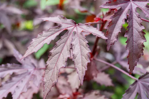 Canlı, derin çizgili, kırmızı-mor bir yaprak yakın plan, karmaşık damarlar, ve bulanık bir arka plan.