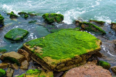 Yumuşak dalgaların çarptığı berrak suda yeşil yosunlu kayalar, doğal ve sakin bir sahil manzarası..