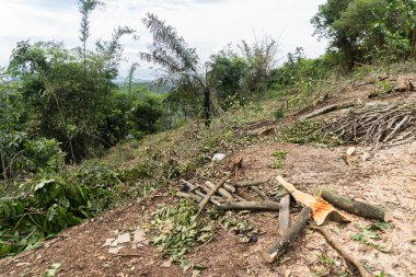 Kesik ağaçlar, dallar ve yapraklar etrafa saçılmış ağaçsız yamaçlarda ağaç kesme aktivitesi izleri görülüyor..