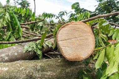 Taze kesilmiş bir ağaç gövdesi yaprakların arasında, ormansızlaşmayı ve ahşap üretimi döngüsünü ön plana çıkarıyor..