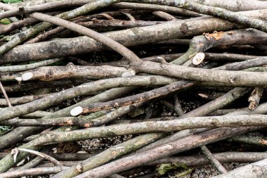 Bir yığın kuru, budanmış ağaç dalları, doğal dokuları ve organik şekilleri gösteren dağınık bir düzende..