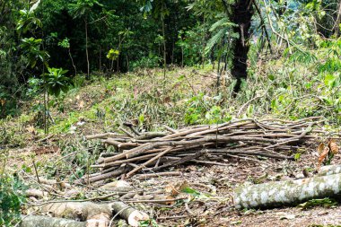 Taze kesilmiş ağaç dalları ve kütükleri bir ormanda oturup ham doğayı gözler önüne seriyor..