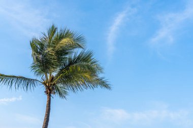 Tek bir palmiye ağacı, açık mavi gökyüzü ve ince beyaz bulutlar karşısında dimdik duruyor..