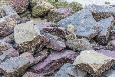 A close up of rocks covered in barnacles and some green moss, possibly at the seashore. clipart