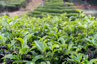 Şafak vakti yemyeşil bir tarlada taze yeşil çay yapraklarının yakın plan görüntüsü, bulanık arka plan.