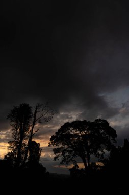 Karanlık, bulutlu bir gökyüzüne karşı, ufukta gün batımının ipuçlarıyla ağaçların silueti..