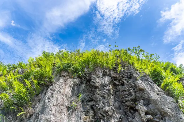 Yeşil eğrelti otları ve bitkiler kayalık bir kayalık yüzeyde büyür, açık, mavi ve bulutlu bir gökyüzü ile çelişir..