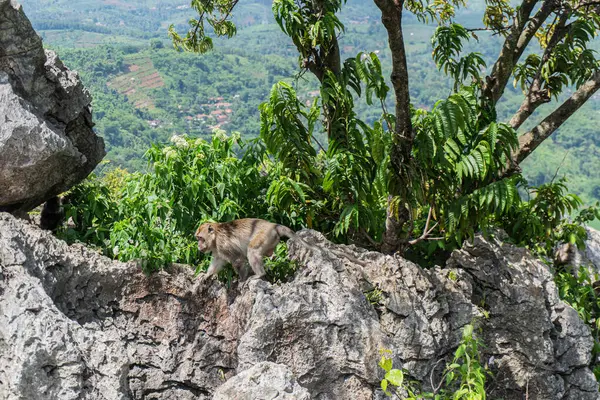 Bir maymun ağaçlarla kayalık kayalıklara tırmanıyor ve uzak bir dağ manzarası var..
