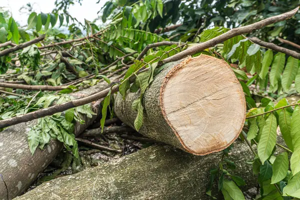 Taze kesilmiş ağaç kütükleri ve yeşil yapraklar, ahşap tahıllar sergileniyor..