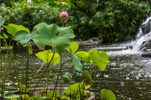 Pembe bir nilüfer tomurcuğunun yakın çekimi yemyeşil yaprakların arasında, arka planda bir şelale var..