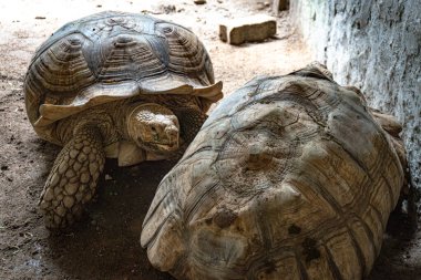 İki kaplumbağa kumlu bir duvarda dinleniyor, biri görünen detaylarla öne bakıyor, diğeri de kısmen gizlenmiş..