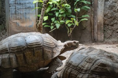 İki kaplumbağa bir duvarda güneşleniyor, biri sola bakıyor, diğeri yakın ve bulanık..
